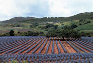 Agave Landscape and Ancient Industrial Facilities of Tequila