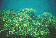 Tubbataha Reef Marine Park