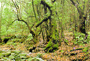 Garajonay National Park