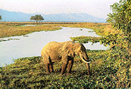 Mana Pools National Park, Sapi and Chewore Safari Areas